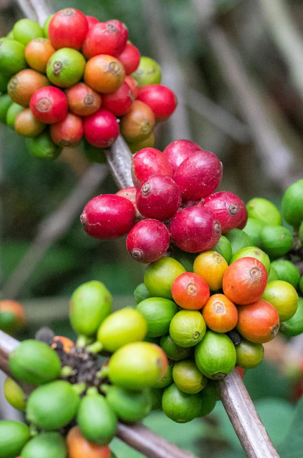 Die Geheimnisse der besten Kaffees: Heirloom bis Geisha