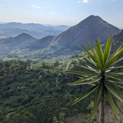 Fazenda Dutra – Matas de Minas, Brasilien Fahman Yoga – Gayo, Sumatra