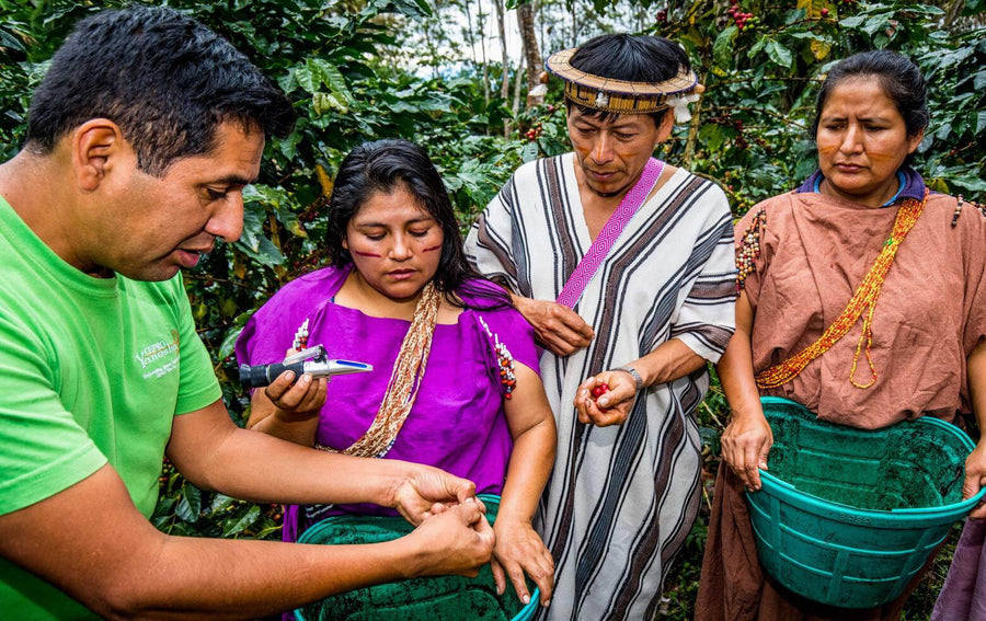 CEPRO Yanesha Kooperative (Indigene Yanesha-Gemeinschaft, 141 Kaffeebauern aus 7 Dörfern, gegründet 2016)