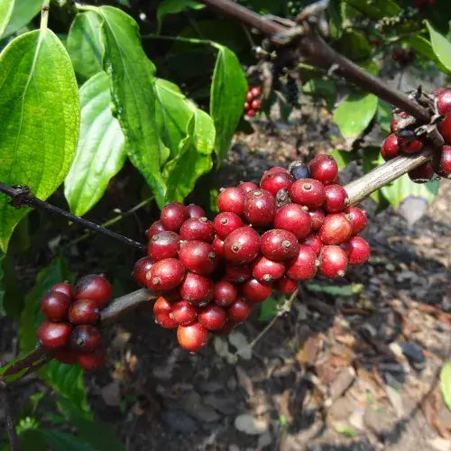 Säure im Kaffee: Qualitätsmerkmal oder Zubereitungsfehler?