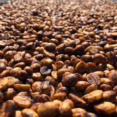 Fazenda Dutra – Matas de Minas, Brasilien Fahman Yoga – Gayo, Sumatra