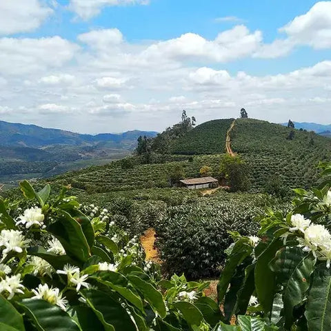 Familie Dutra, Matas de Minas · Metad-Waschstation Goyo, Hambella · Cooperativa Puringla, La Paz · Gayo-Hochland, Aceh · Kerala, Brasilien, Äthiopien, Honduras, Indonesien, Indien