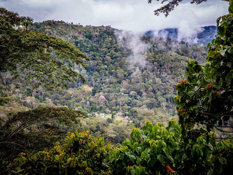 CEPRO Yanesha Kooperative (Indigene Yanesha-Gemeinschaft, 141 Kaffeebauern  aus 7 Dörfern, gegründet 2016), Peru