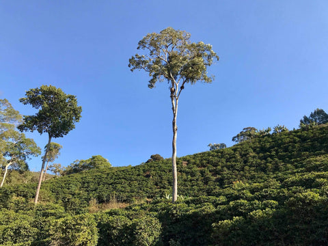Buana Mandiri Kooperative, Gayo-Hochland · Matas de Minas · smallholders in the Montecillos-Bergen, Brasilien, Indonesien, Honduras
