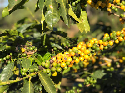 Buana Mandiri Kooperative, Gayo-Hochland · Matas de Minas · smallholders in the Montecillos-Bergen