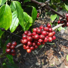 Familie Dutra, Matas de Minas · Metad-Waschstation Goyo, Hambella · Cooperativa Puringla, La Paz · Gayo-Hochland, Aceh · Kerala, Brasilien, Äthiopien, Honduras, Indonesien, Indien