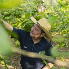Jorge Arreola Nava – Santa Fe, Chiapas (culture à l'ombre d'arbres Inga, séchage sur patios et mécanique), Mexique