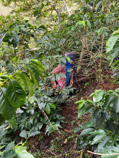 Mildred Daza – Hacienda Cafetera Santa Maria