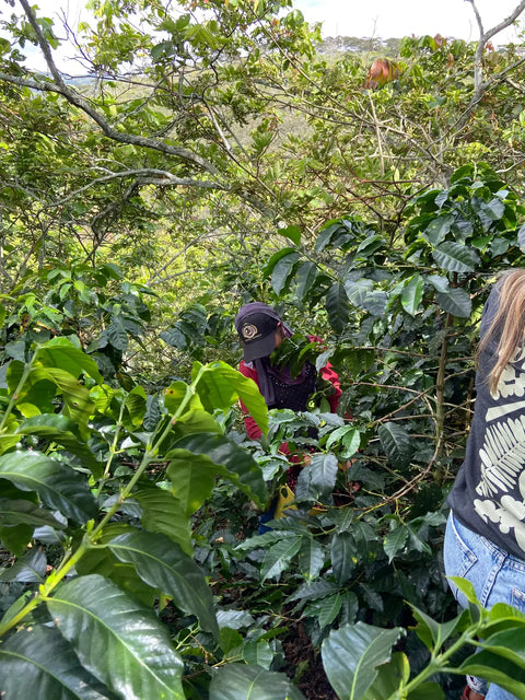 Mildred Daza – Hacienda Cafetera Santa Maria, Kolumbien